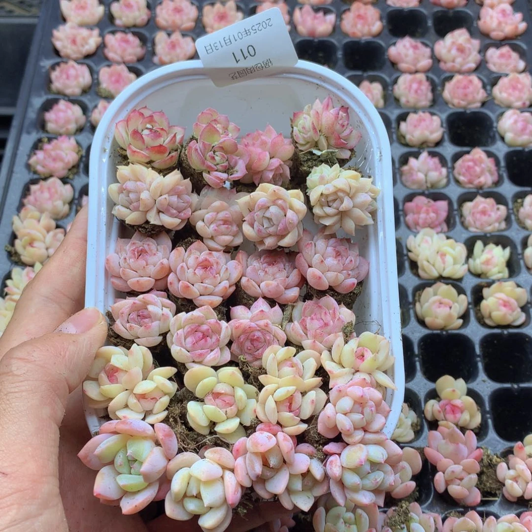 反反复复还是很开心011