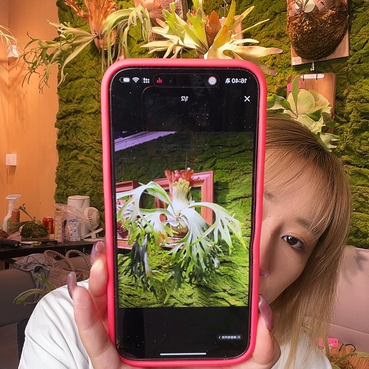 不开花植物千手观音 侧