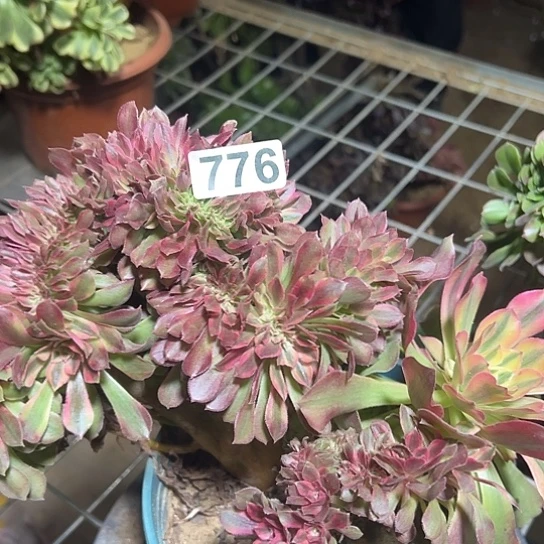 用***9多肉植物一个雅典娜776