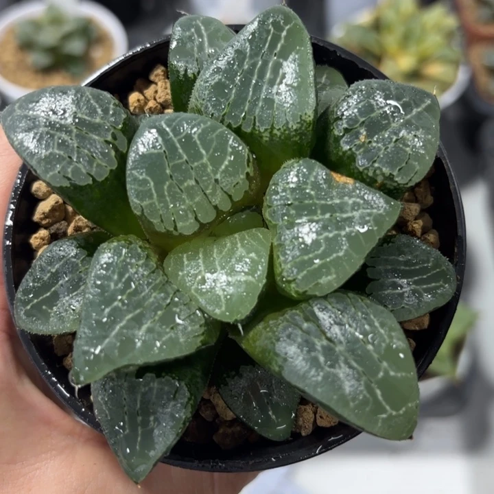 月影寿黑盘多肉植物