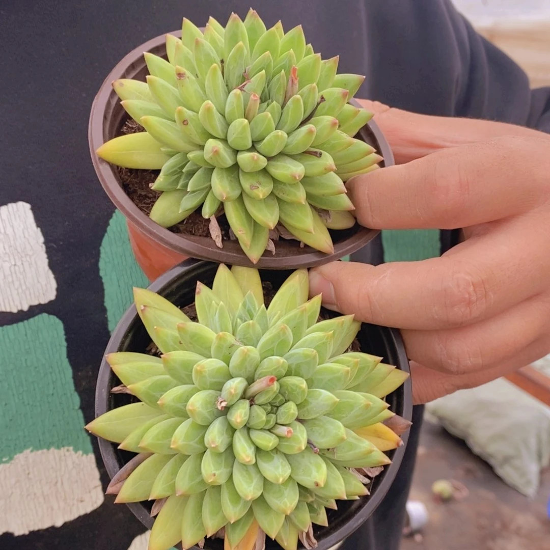 陨石单头老桩两盆