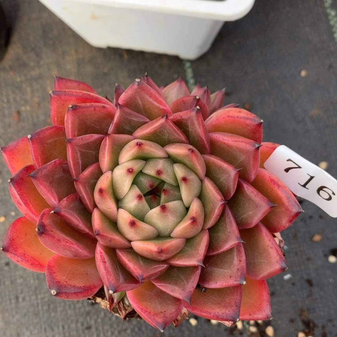 716新年快乐发发发