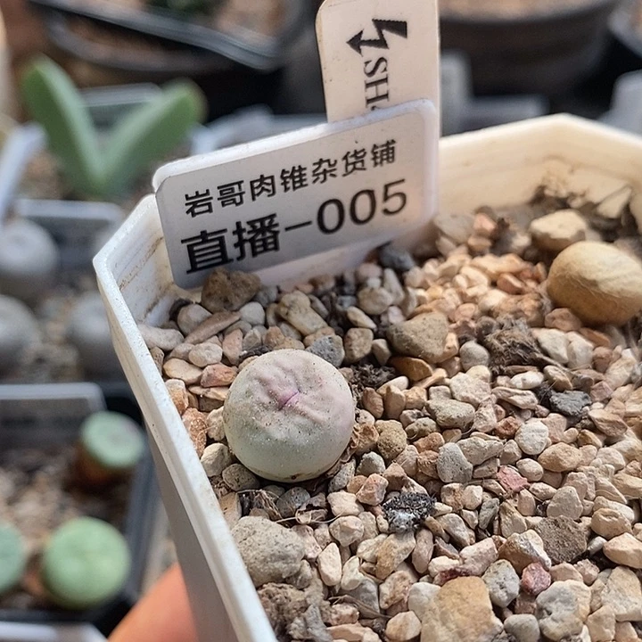 刺猬种源433V嘴一颗