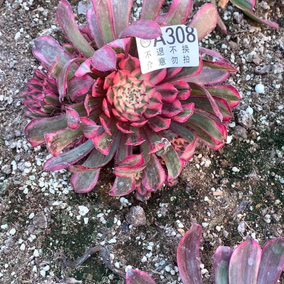 多肉植物白月光308