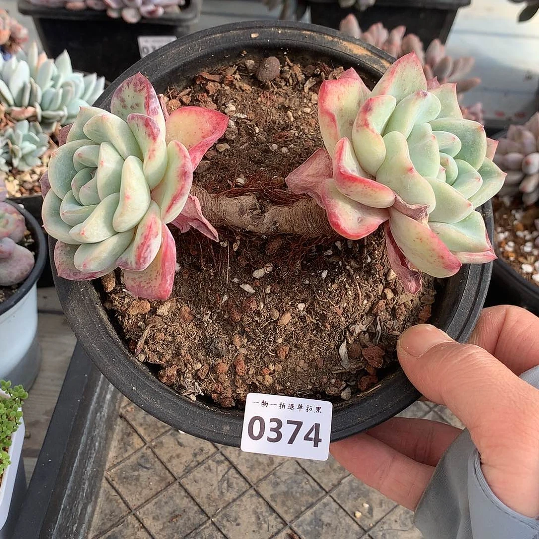 374泡芙多肉一颗14.5厘米