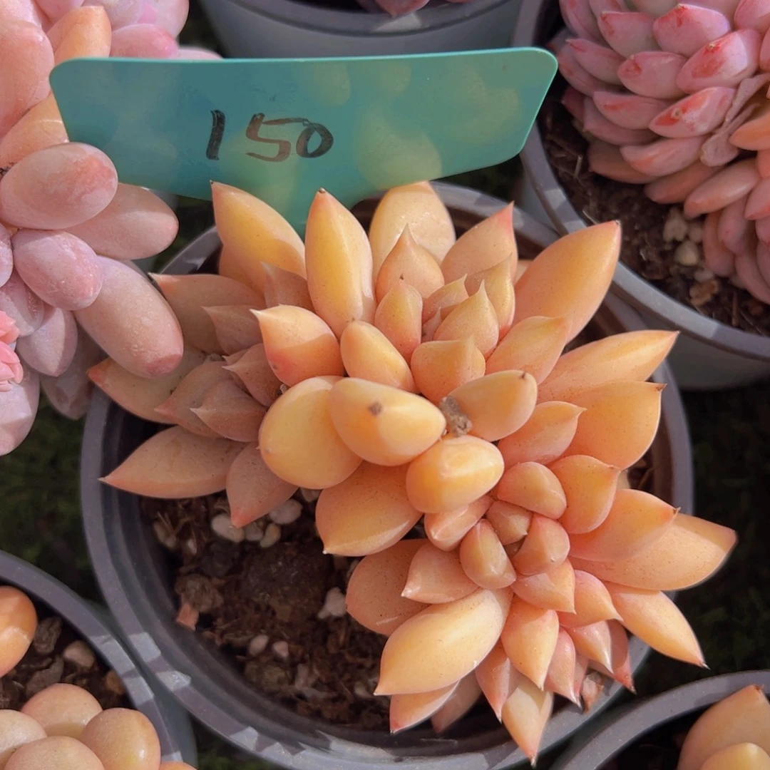 香玉的故事是一个人的故事吗