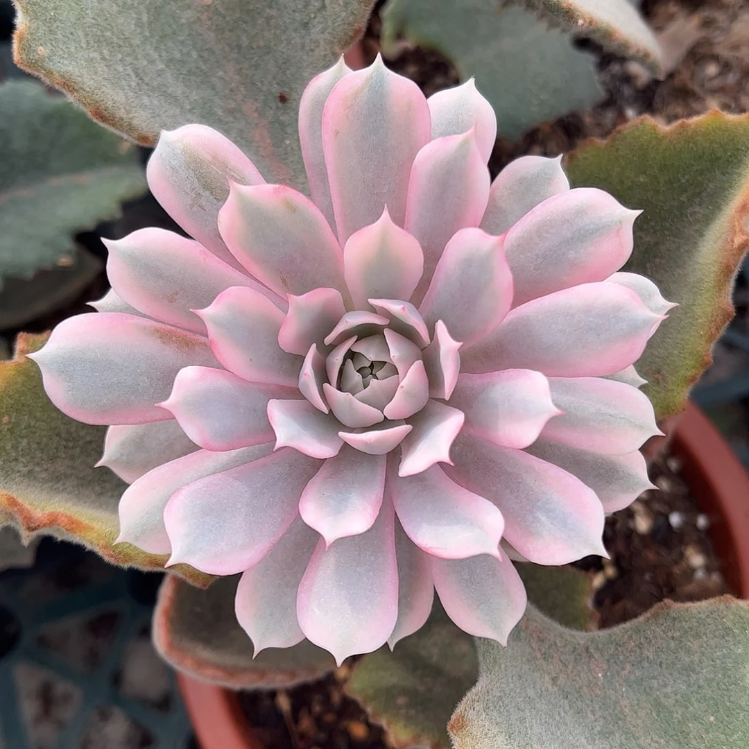 粉蝶锦 带三个侧芽 婕宝一物一拍