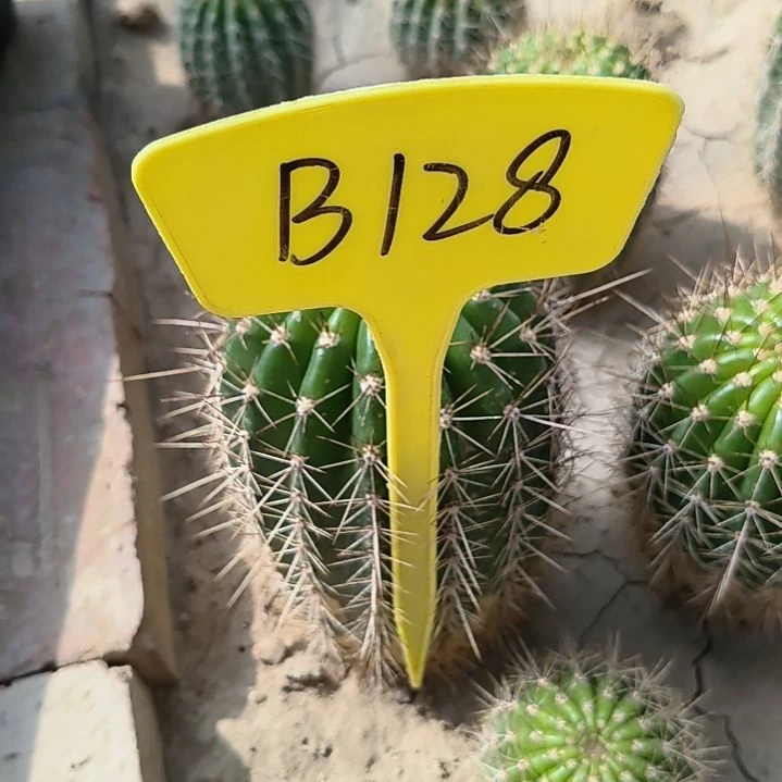 小*B128,牛大糖果毛花柱