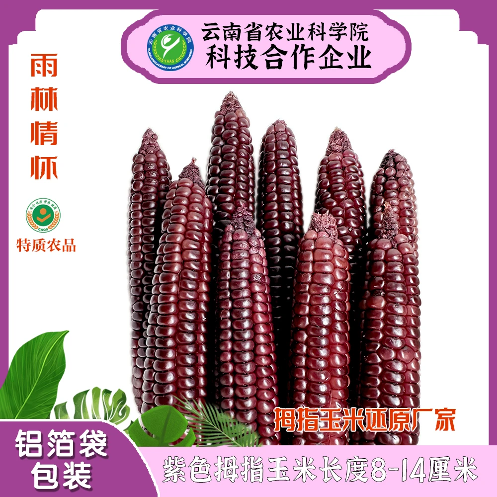 [云南特产]糯拇指玉米西双版纳新鲜紫黑糯玉米富含花青素粗粮早餐
