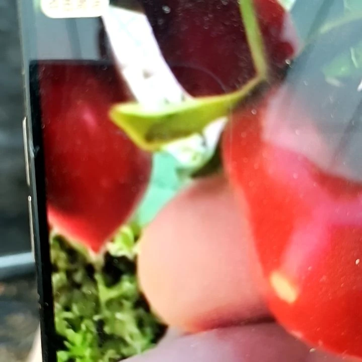 无花朵八重之辉根苗