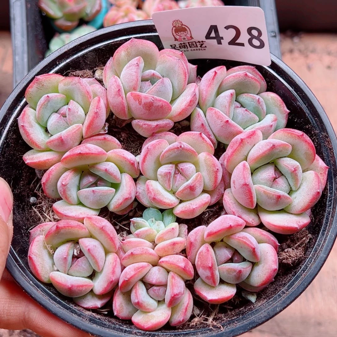 多肉植物多肉植物