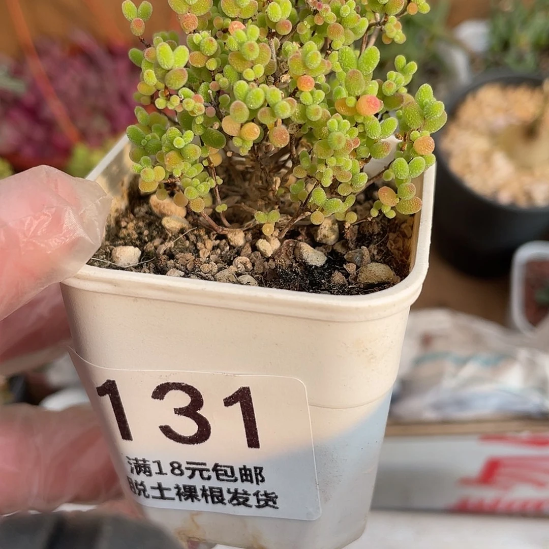 131蜜桔糖球（满18元包邮）