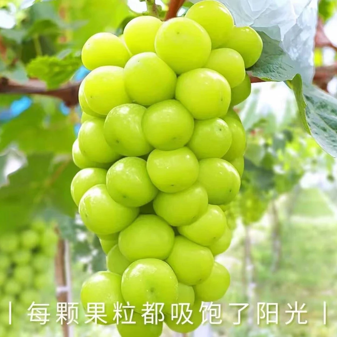 爆甜阳光玫瑰现货现发晴王葡萄老少皆宜水果