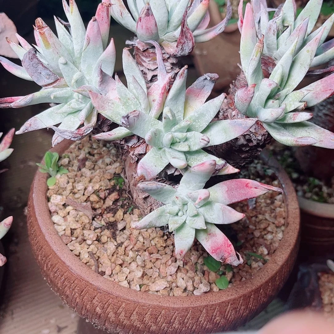 1304白医生图多肉