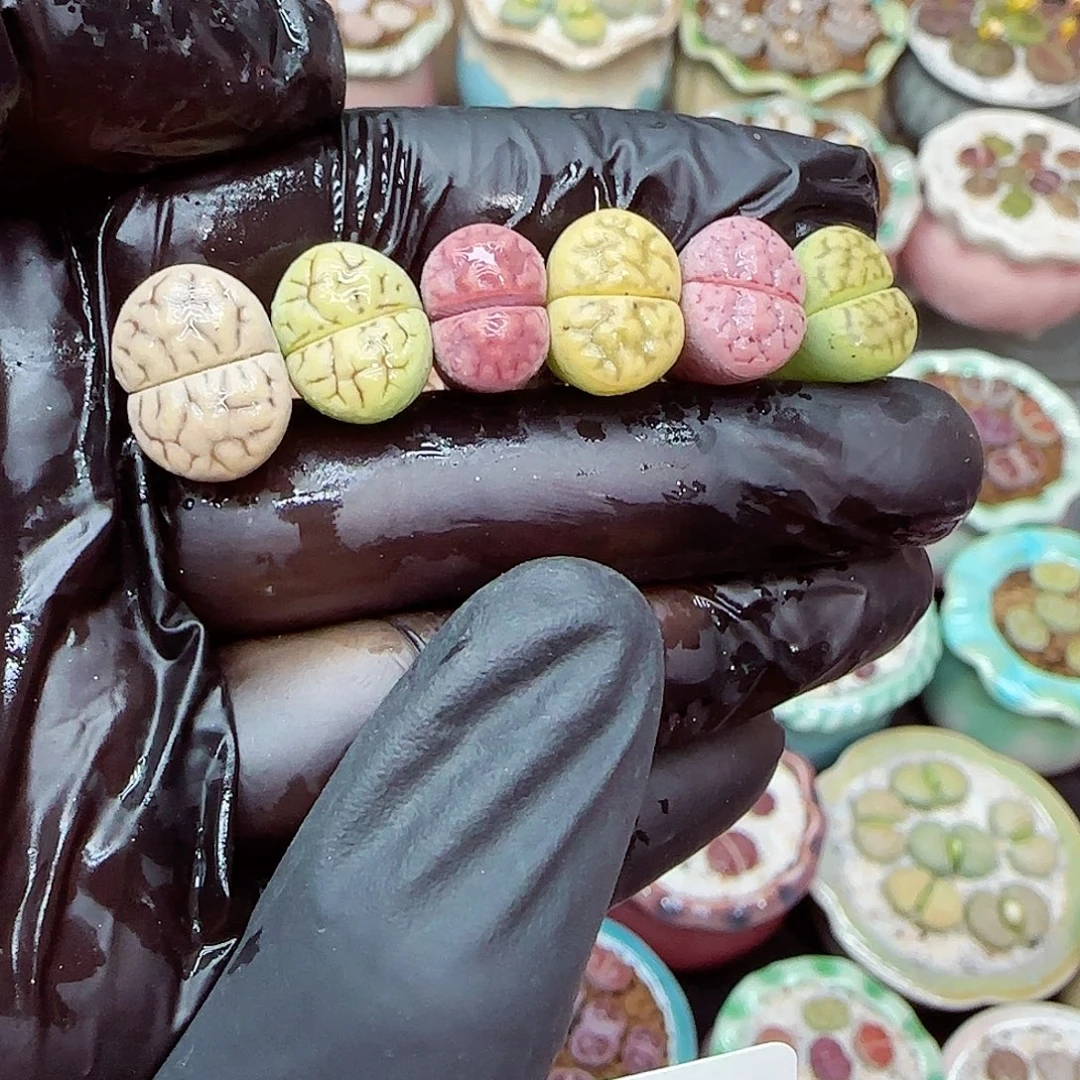 生石花满18包邮1110-7