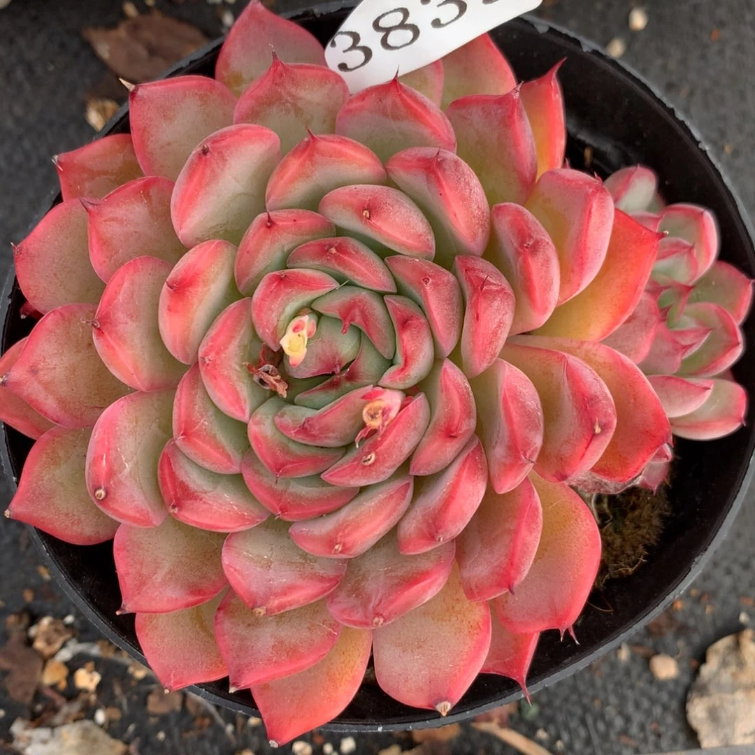 3839杂交多肉植物