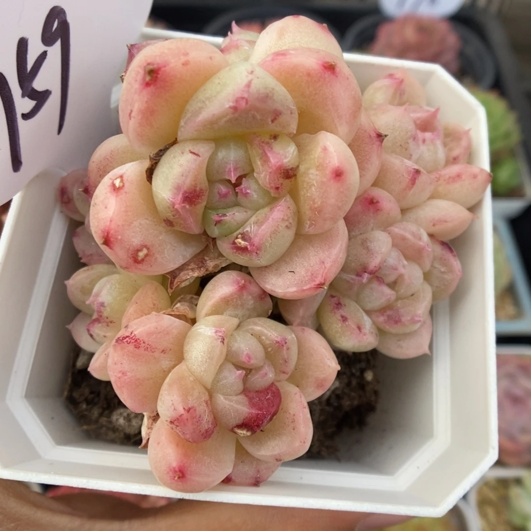 珍妮麦秆石化群生759号