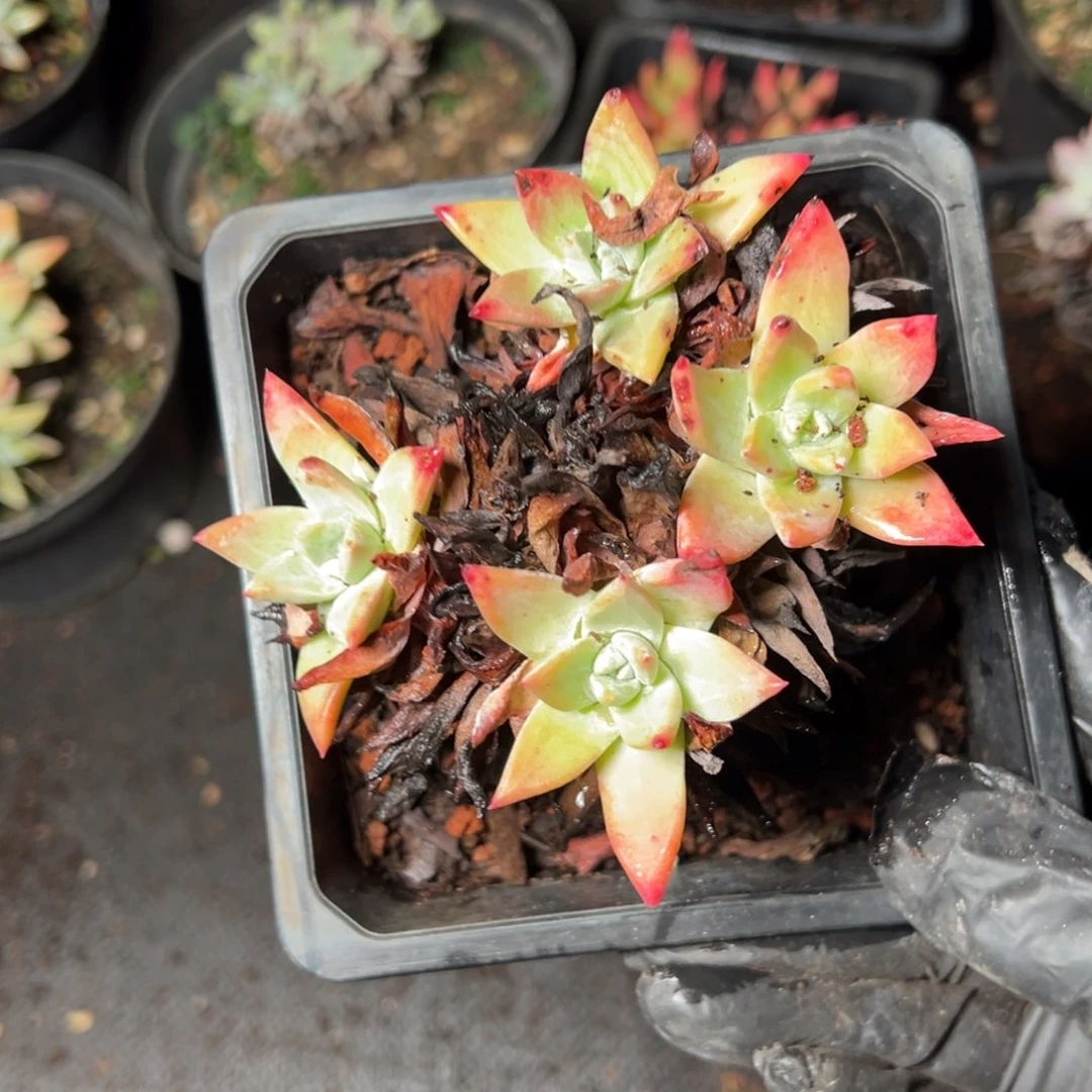 4702哈哈哈哈哈哈哈哈哈