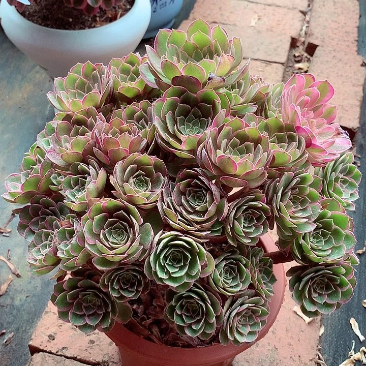 莲花座摘心朵朵，多肉植物
