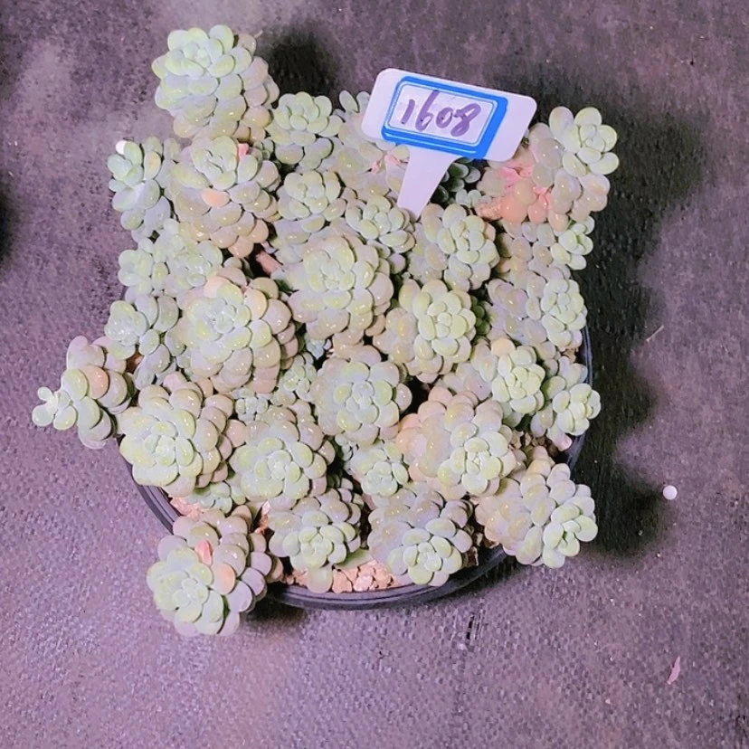 【闪购商品】星*谷1608