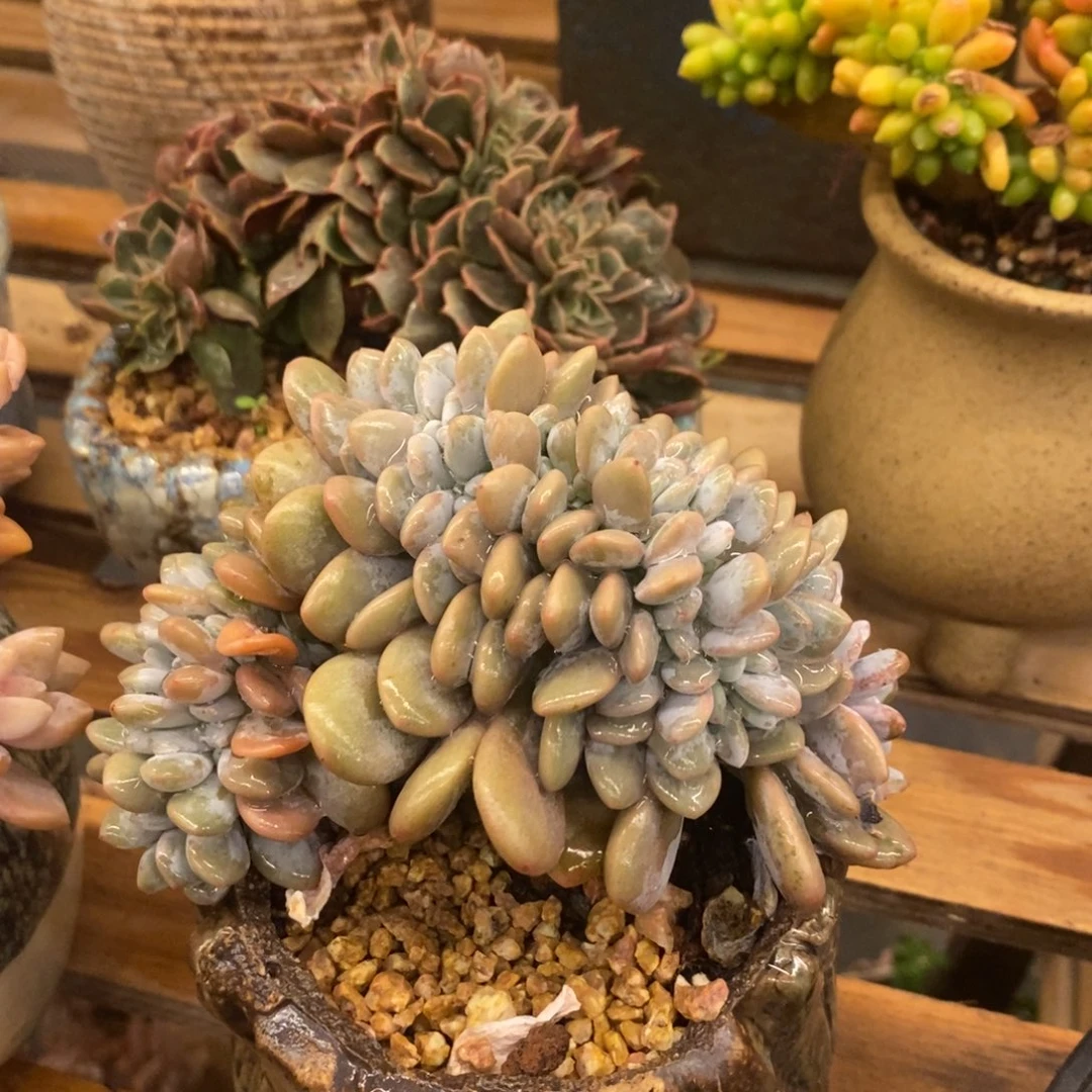 燕***子多肉植物肉肉植物