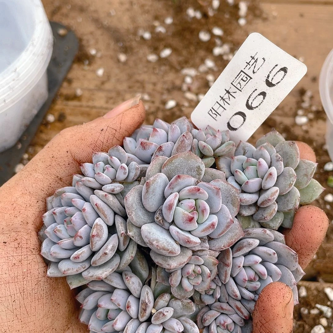 多肉植物多肉植物66