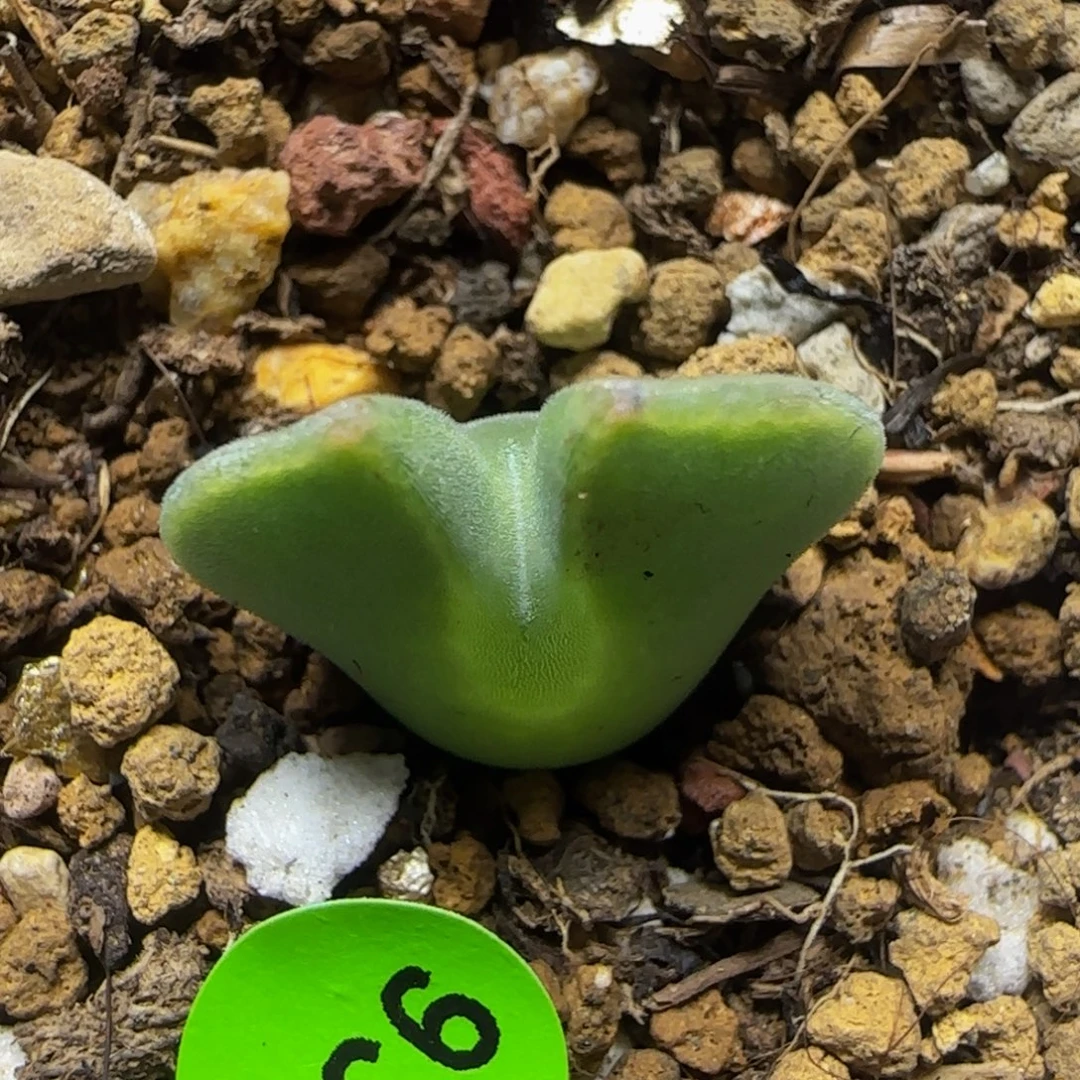 大眼睛空蝉1.7+多肉植物937