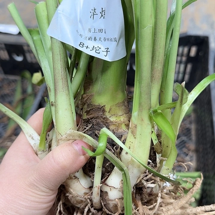 朱顶红淬炼8厘米坨子