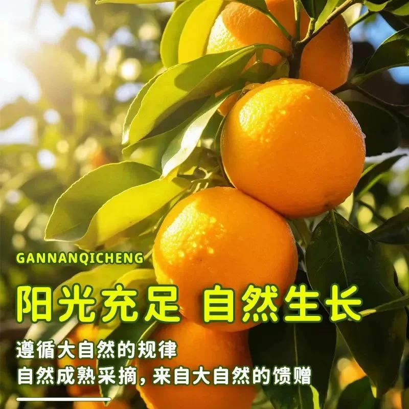 【葡萄少爷专属】赣南脐橙高山橙新鲜现摘皮薄多汁应季水果产地直发