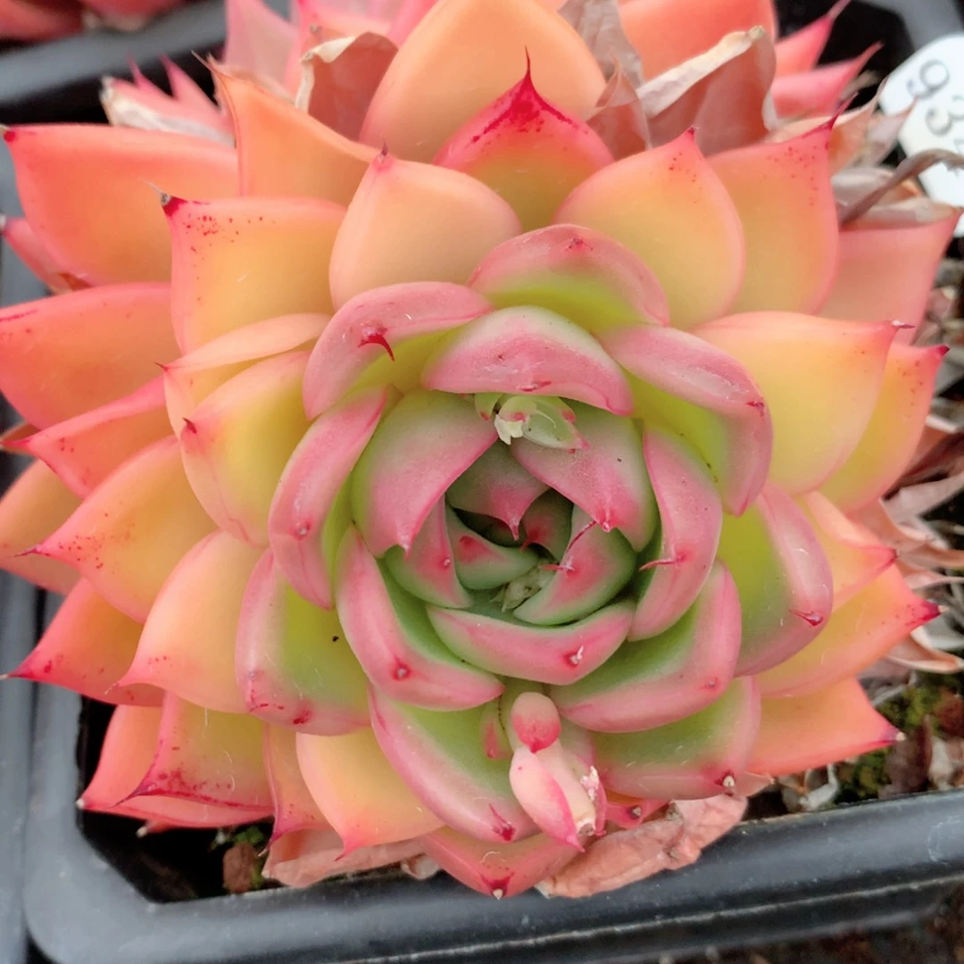 蕾*9348新年快乐发发发