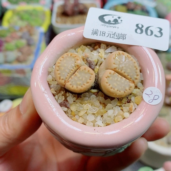 美丽的生石花花花863