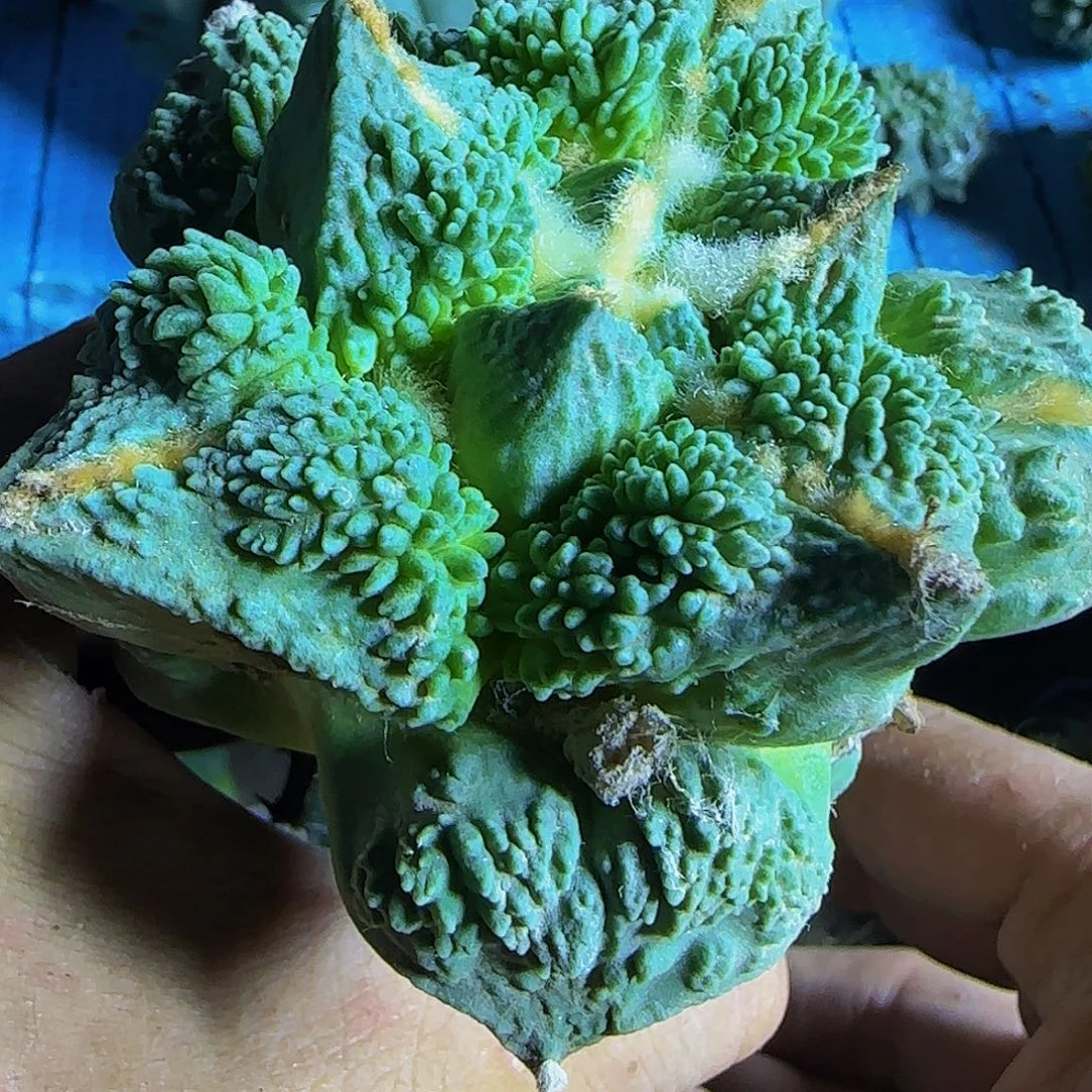 中筋割尤怒涛851仙人球
