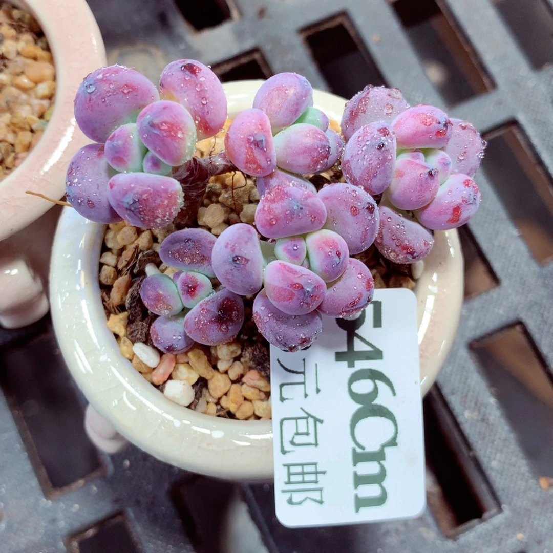 5厘米盆精控多肉546