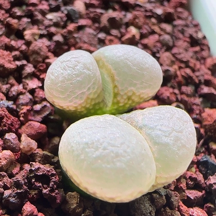 629   哈哈哈哈哈哈。