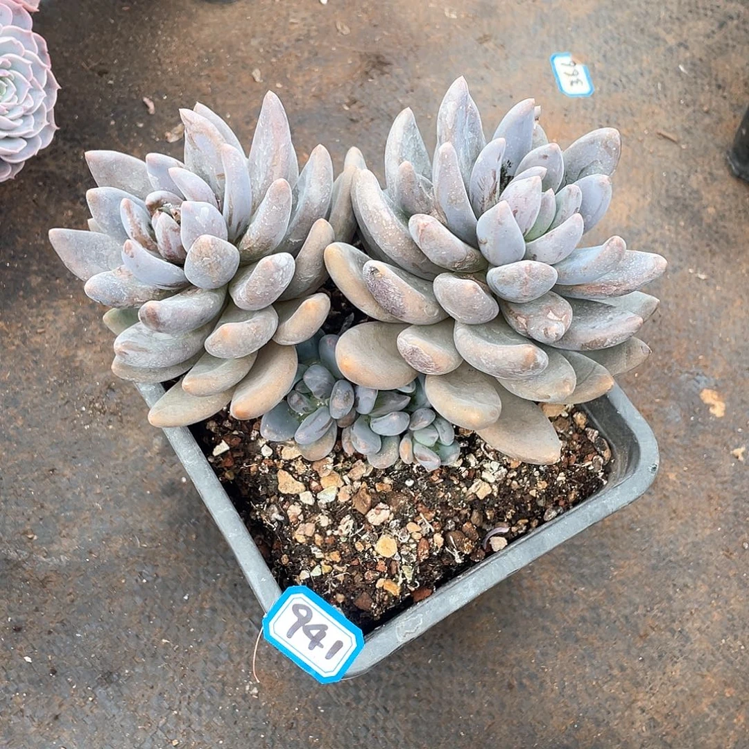 941紫丽殿一物一拍