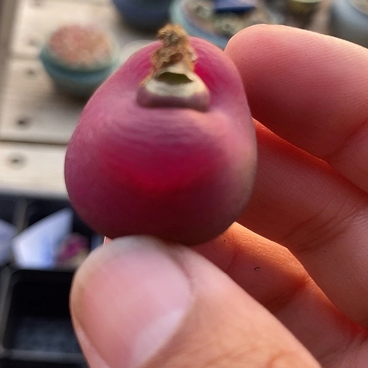 30505一颗单头母本