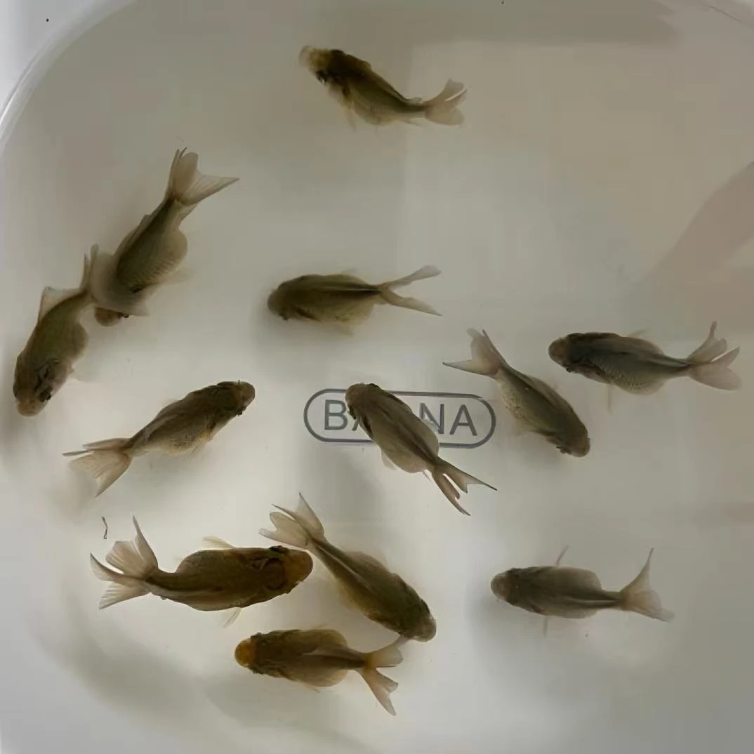 玛丽金鱼活体冷水淡水观赏鱼