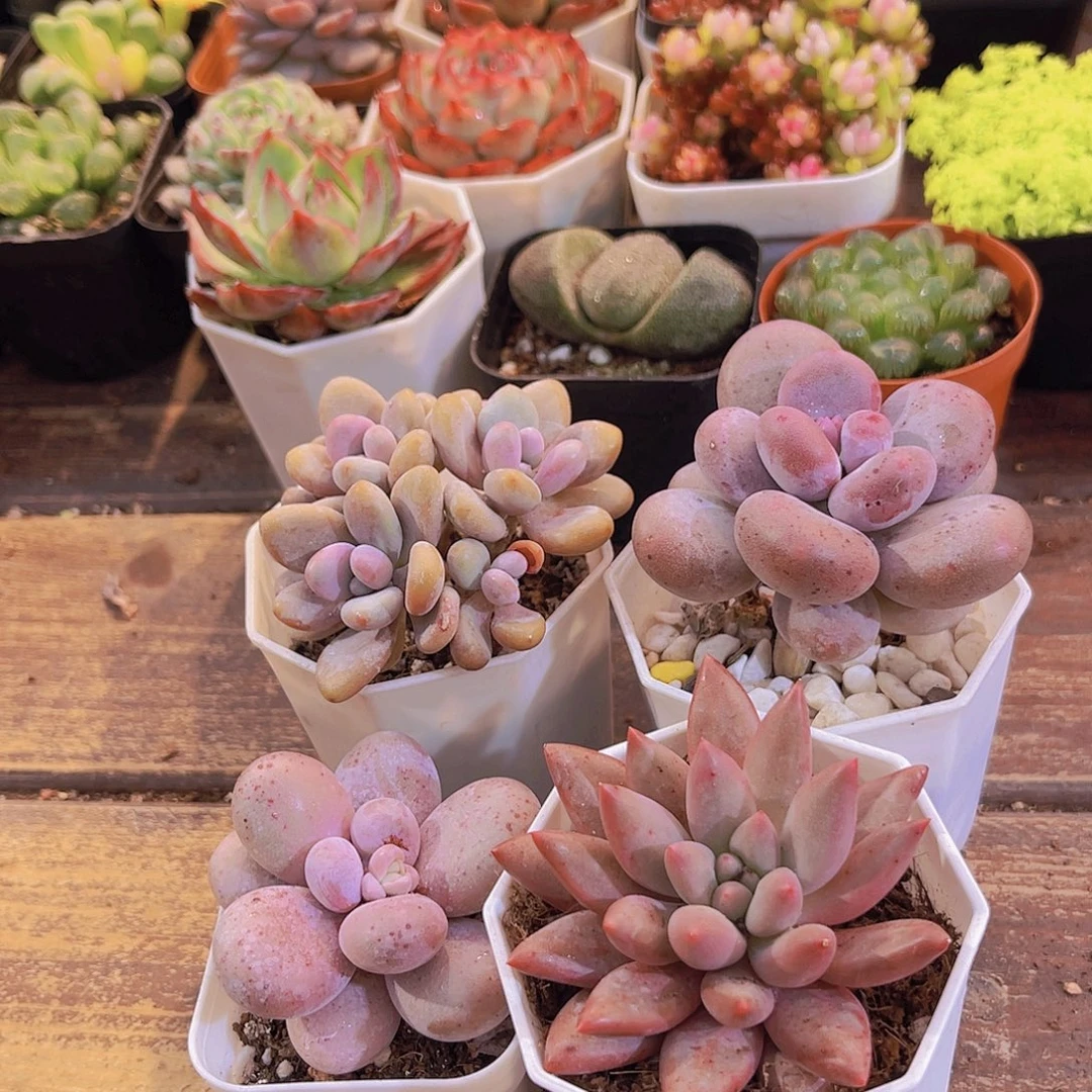 如图4盆1111111111111111111