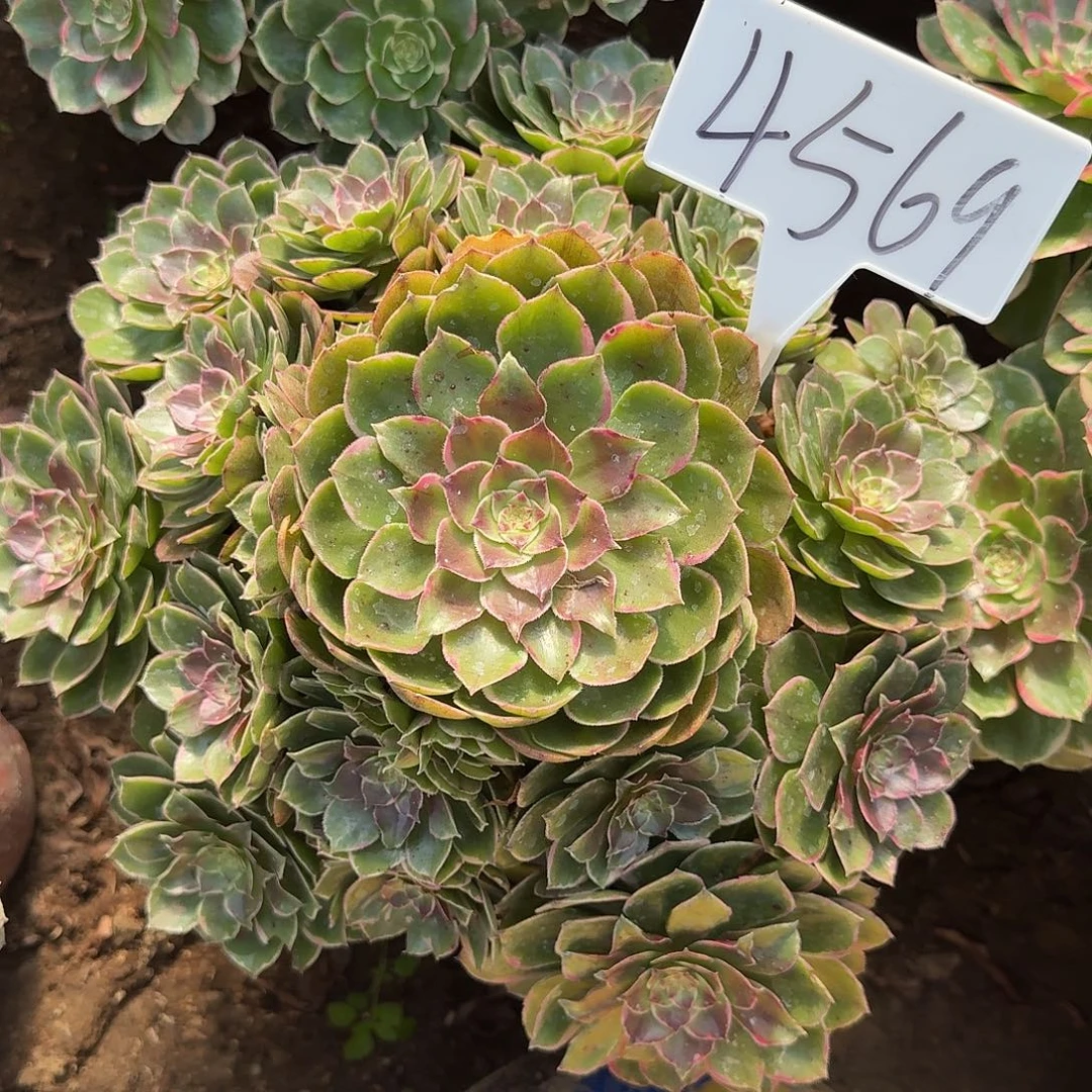 4569粉花夭多肉法师多肉