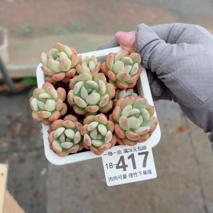 蜜桃格林无盆土发货多肉多