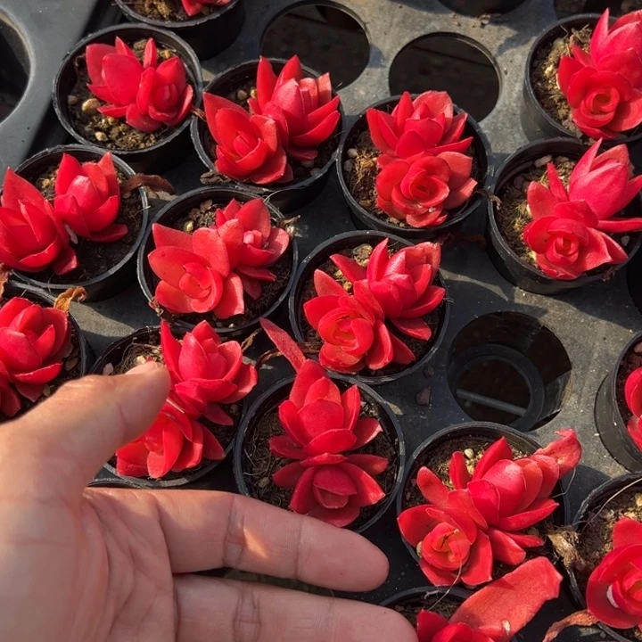 火祭双头一颗量拍多肉满20包邮初7发