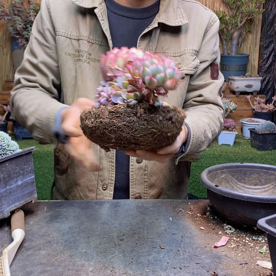 小***常147号赫拉手捧花