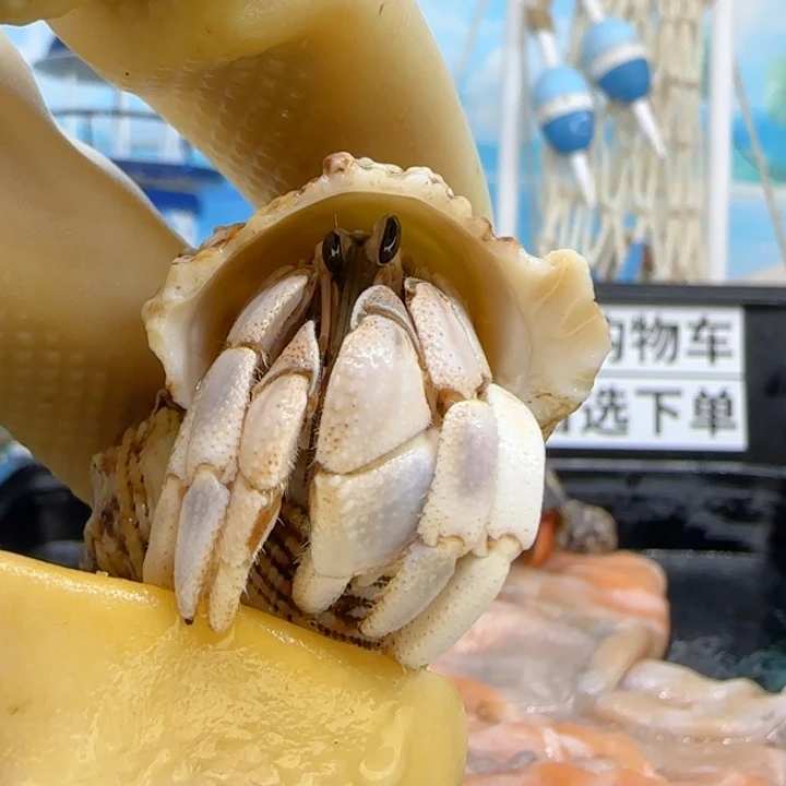 A30淡紫 西沙1.8cm口径