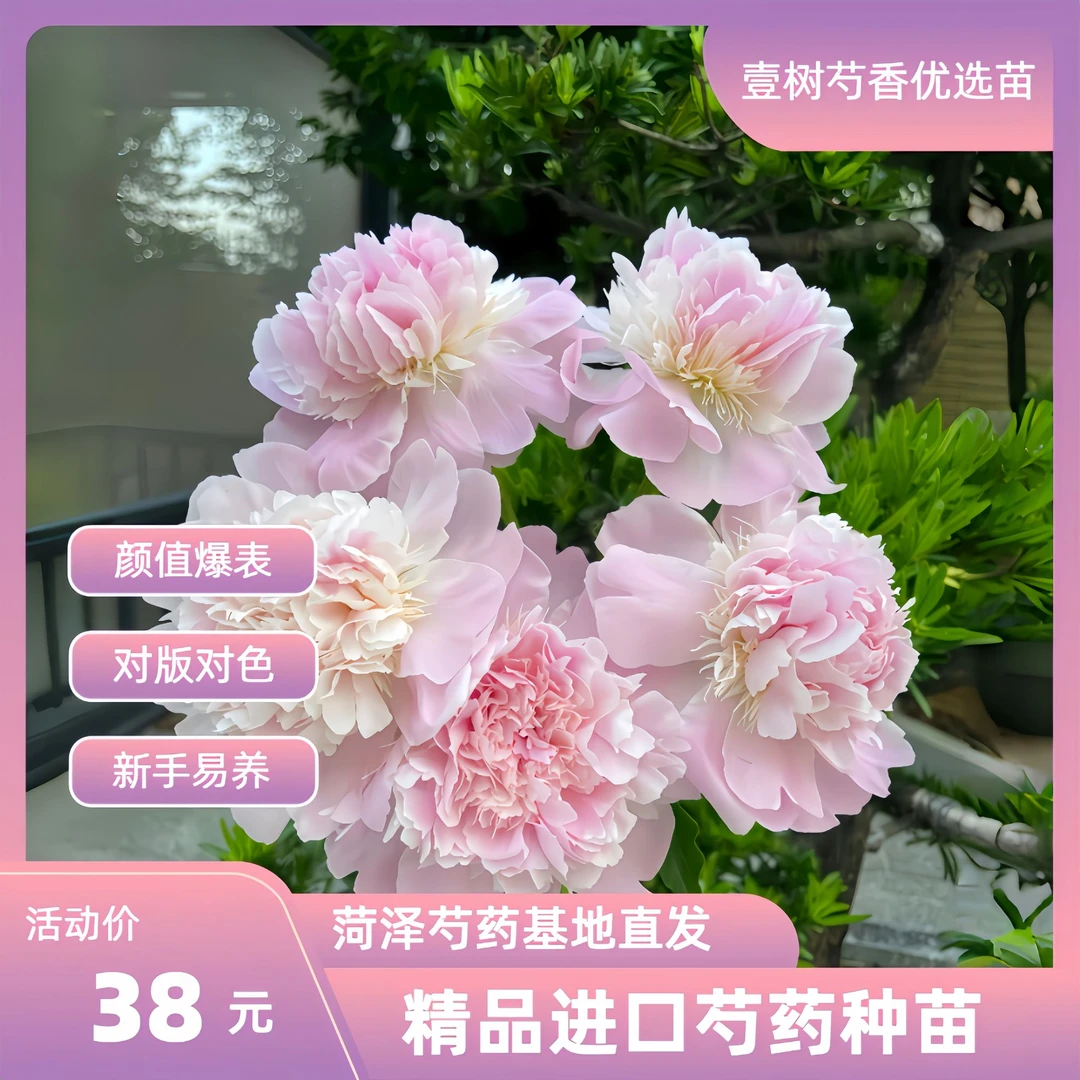 【进口芍药佩尔】种苗源头直发保对版盆栽庭院阳台办公室易成活