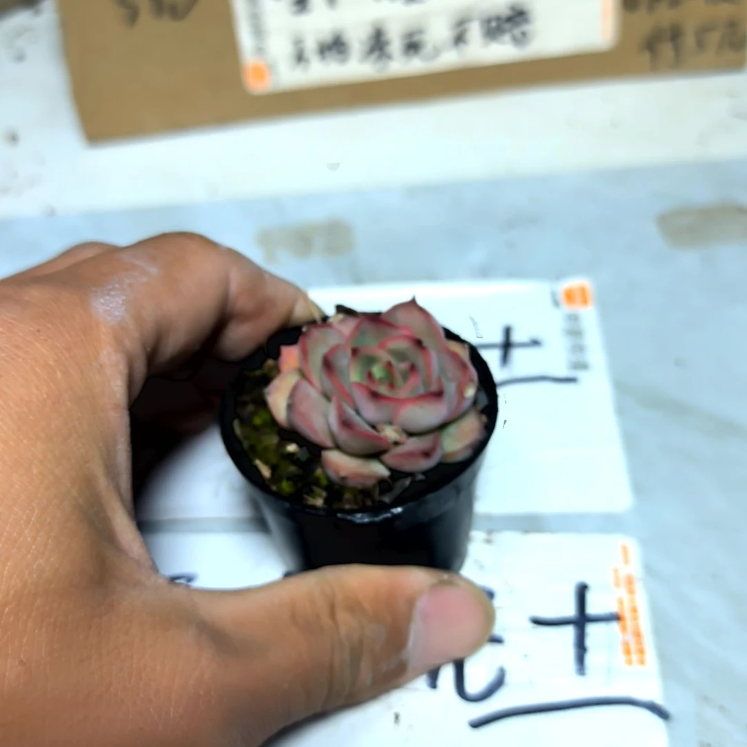 满6元包邮，冰恋绝绝子拇指盆