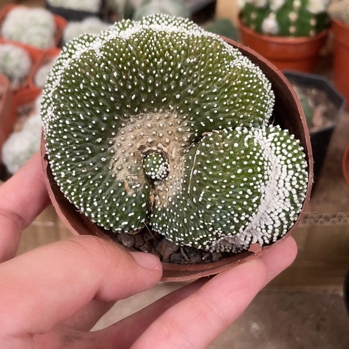 当前无花栽培后可以开花840仙人球开花植物