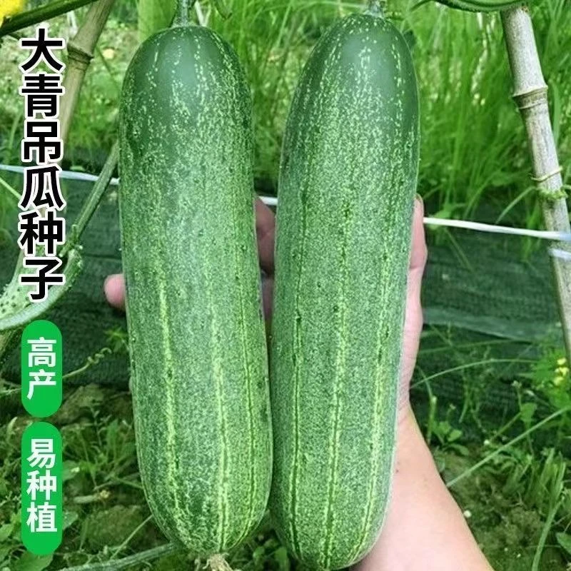花青大吊瓜种子春秋季大青瓜黄瓜种籽四季农家菜园蔬菜种孑耐热旱