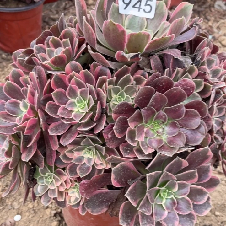 无花朵945多肉植物金丝雀