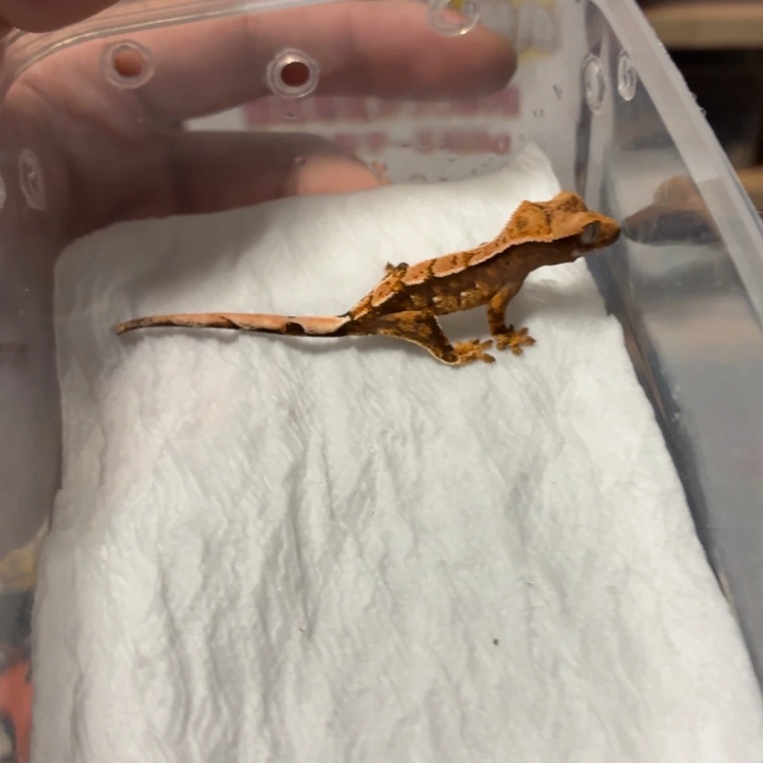 睫角守宫睫角守宫可爱入门