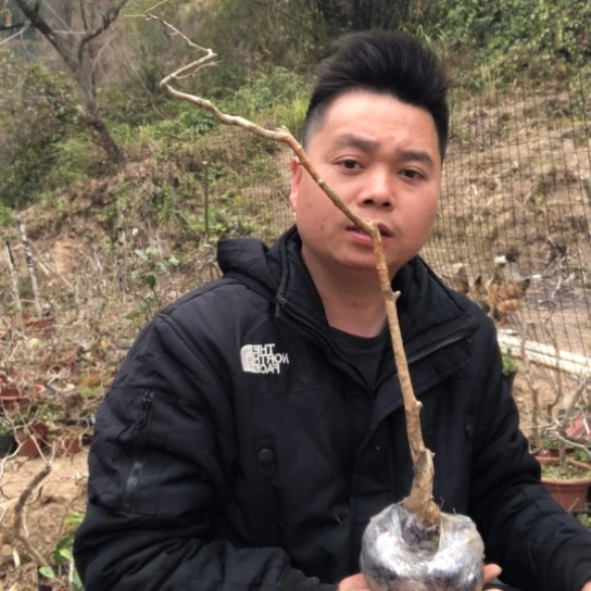 盆景素材盆栽绿植沐***尘